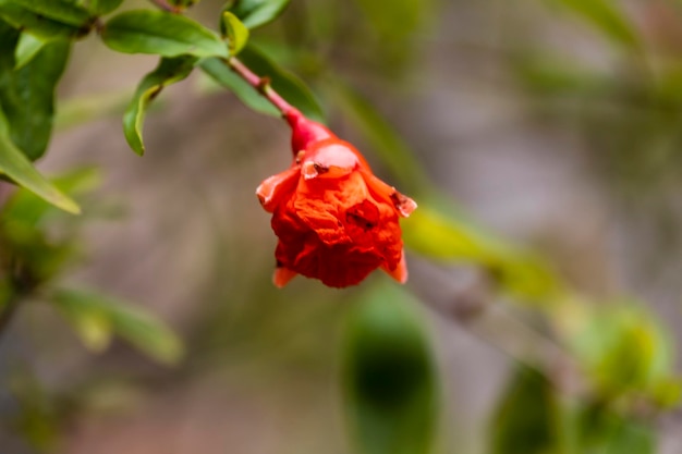 Pomegranate flower bud on a small pomegranate plant with blur background macro photography