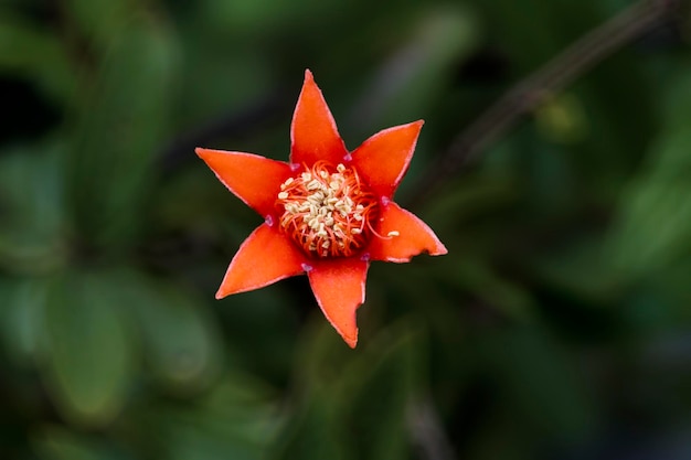 Pomegranate flower fully bloomed on small pomegranate plant with blur background macro photography