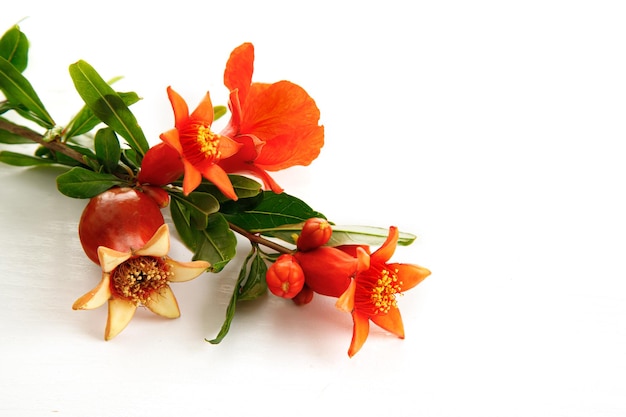 Pomegranate flowers and fruits are a symbol of the Jewish holidays Yom Kippur and Rosh Hashanah