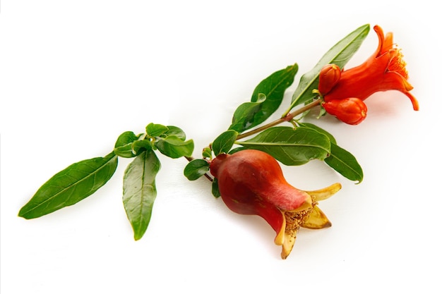 Pomegranate flowers and fruits are a symbol of the Jewish holidays Yom Kippur and Rosh Hashanah