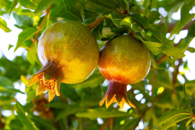 Pomegranate fruit on a tree branch in the garden