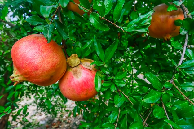 Pomegranate hanging on the branch of the pomegranate fruit tree