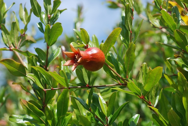 Pomegranate hanging on tree