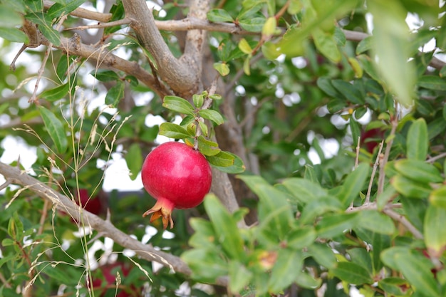 A pomegranate is hanging from a tree with leaves and a sky in the background.