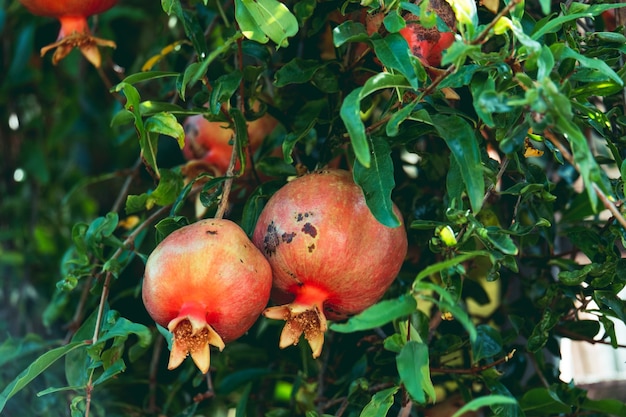 pomegranate organic fruits on a branches in a garden