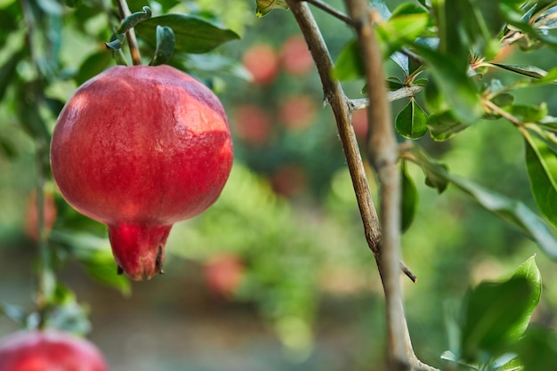 Pomegranate in pomegranate plantation in the harvest season in the rays of the dawn sun Great fruits for Rosh Hashanah