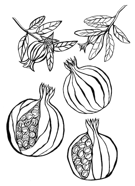 Pomegranate set of hand drawn  illustration. An ink drawn illustration.