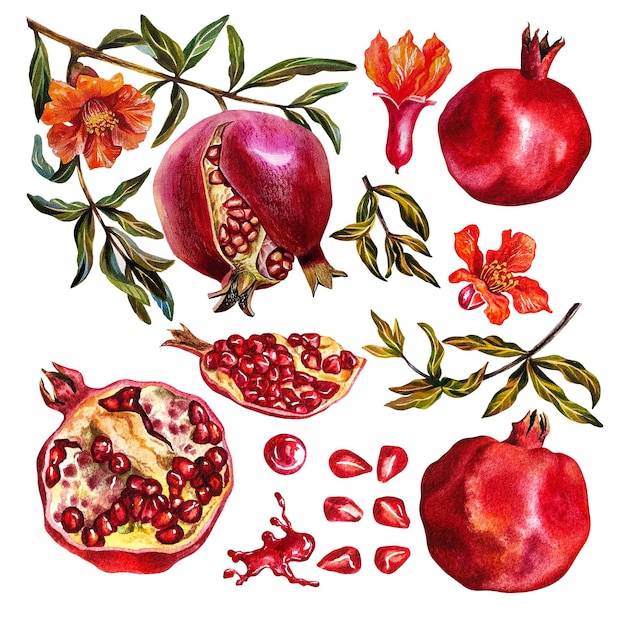 Pomegranate set. Watercolor illustration.