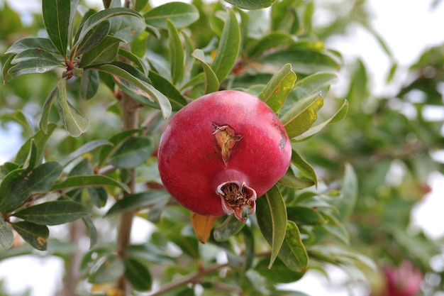 A pomegranate with a green leaf on it