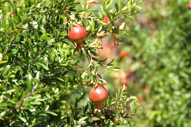 Pomegranates growing on trees