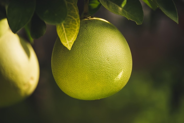 Pomelo fruit in garden