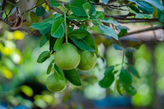 pomelo on tree