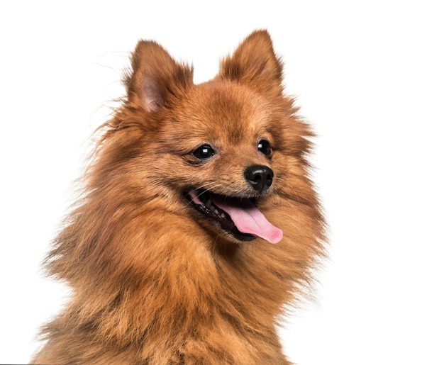 Pomeranian, 1 year old, in front of white background