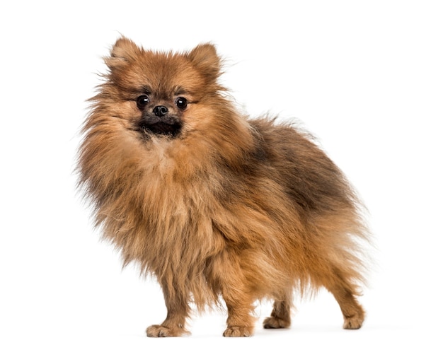 Pomeranian, 1 year old, in front of white background