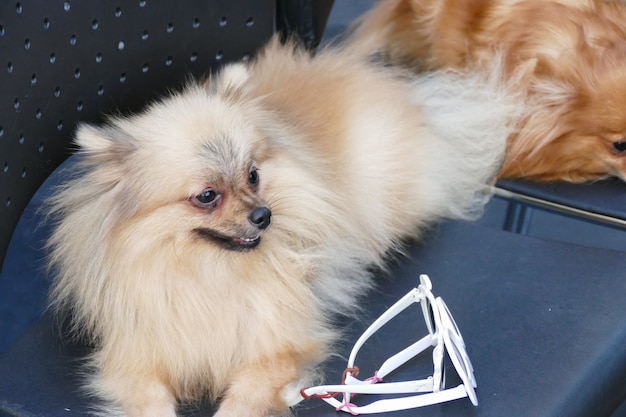 Pomeranian brown dog sitting on the chair