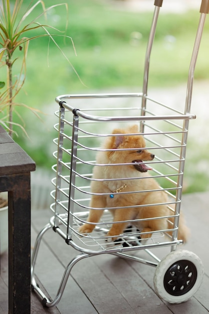 Pomeranian on cart in a garden