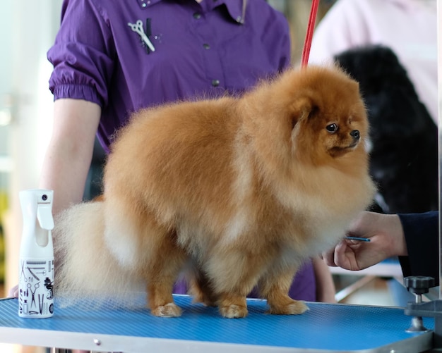 Pomeranian dog after grooming checking the quality of wool shearing