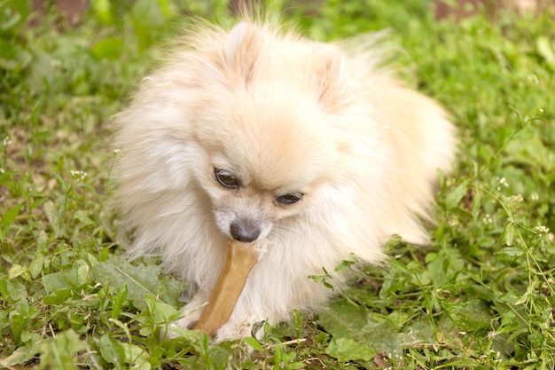 Pomeranian dog chewing a bone on green grass background