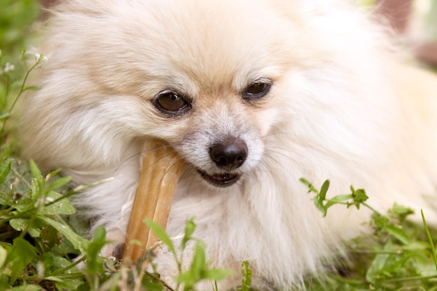 Pomeranian dog chewing a bone on green grass background