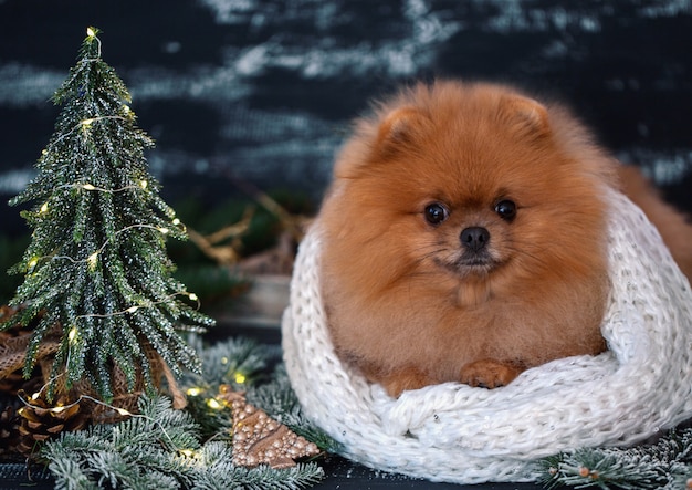 Pomeranian dog in christmas decorations on dark wooden background