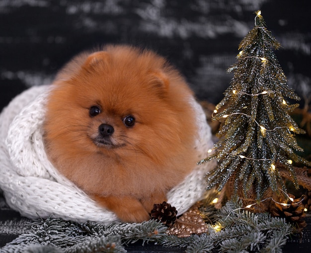 Pomeranian dog in christmas decorations on dark wooden background