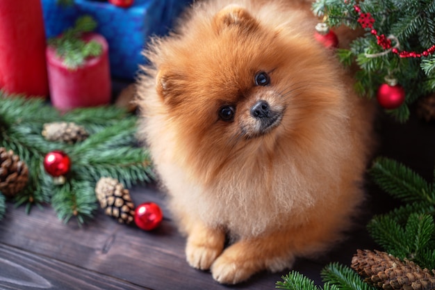 Pomeranian dog in christmas decorations on dark wooden background