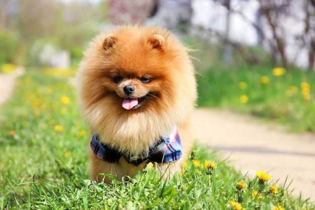 Pomeranian dog on countryside road.