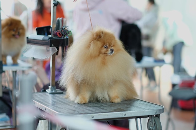 A pomeranian dog in a dog grooming salon