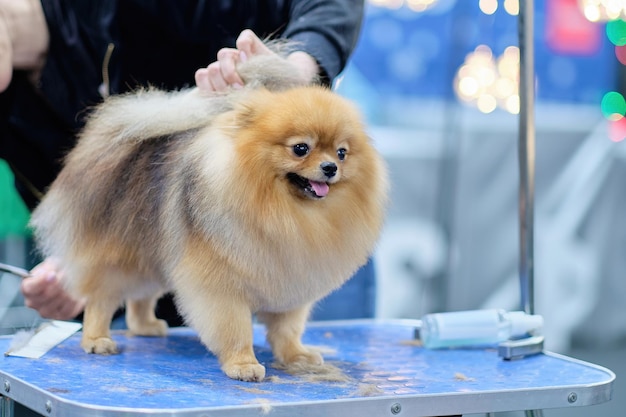 Pomeranian dog on the grooming table next to it lies trimmed tufts of wool