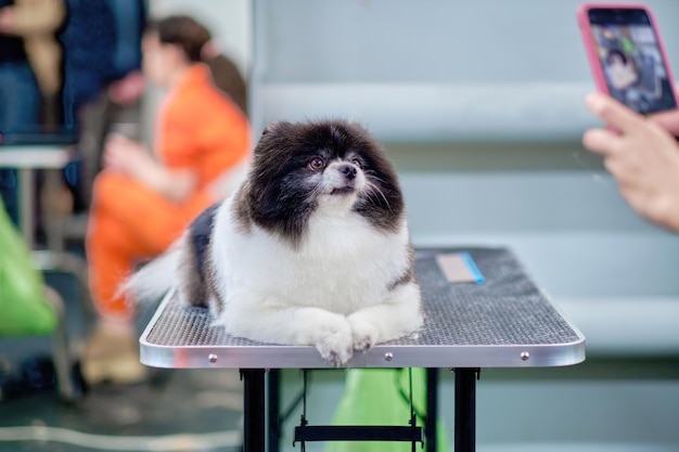 The Pomeranian dog lies on the table and looks up carefully