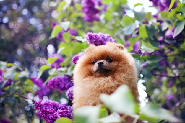 Pomeranian dog in lilac bushes. Lilac. Beautiful dog. Fluffy dog