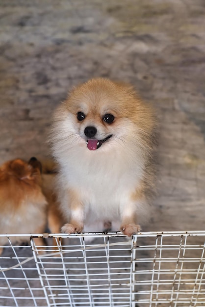 Pomeranian dog meeting an owner on the doorstep