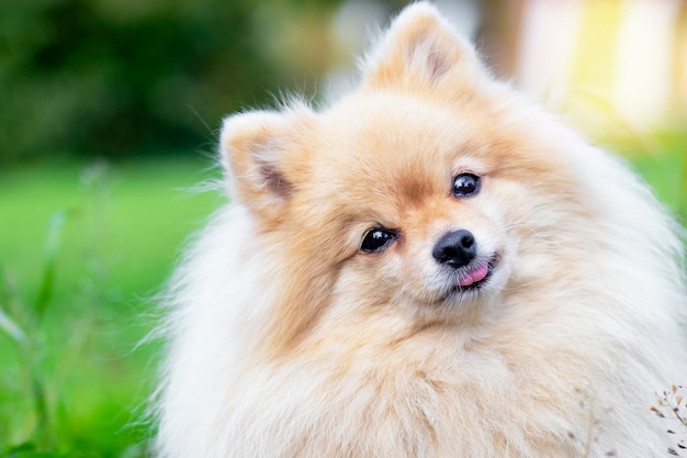 Pomeranian dog outdoors