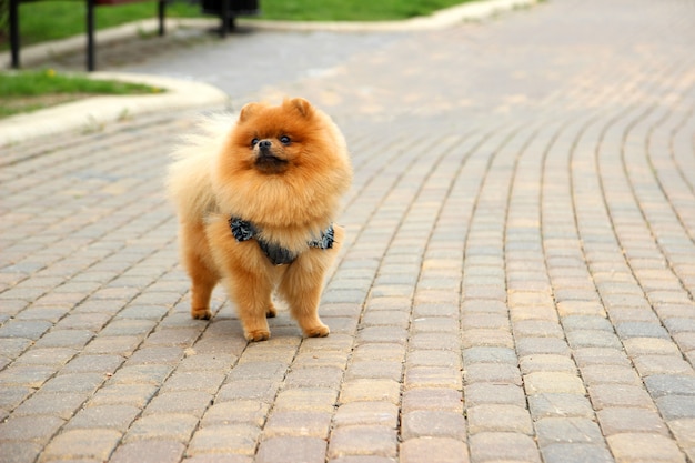 Pomeranian dog in a park. Cute, beautiful dog