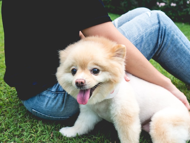 Pomeranian dog pet companion with woman on green grass lawn.