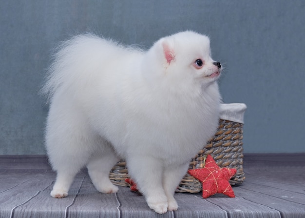 Pomeranian dog shows off a beautiful haircut