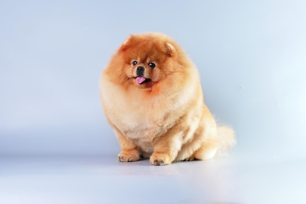 Pomeranian dog sitting on a blue background after grooming by a professional