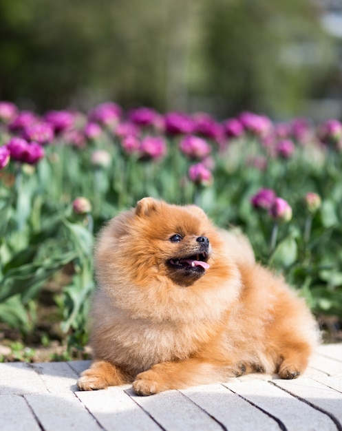 Pomeranian dog in tulips. Dog with flowers in a park