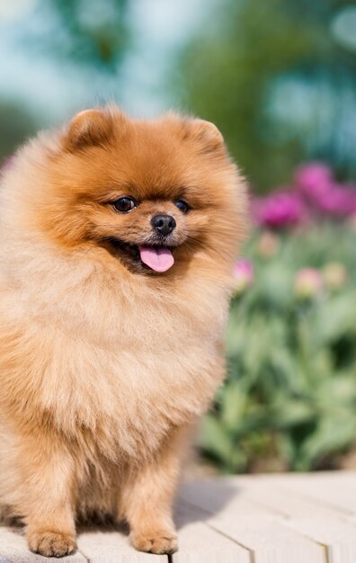 Pomeranian dog in tulips. Dog with flowers in a park