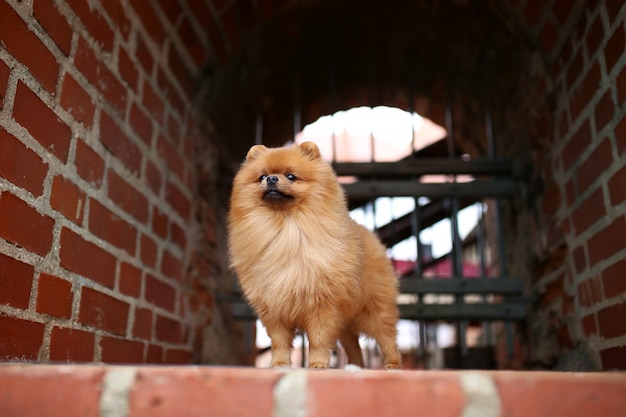 Pomeranian dog on a walk. Dog outdoor. Beautiful dog