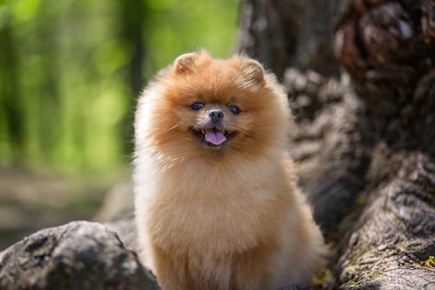 Pomeranian dog walking in a park. Beautiful dog