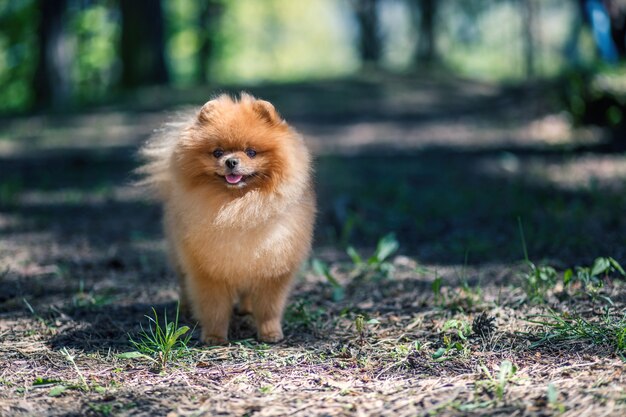 Pomeranian dog walking in a park. Beautiful dog