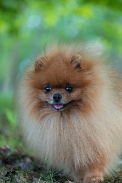 Pomeranian dog walking in the summer park