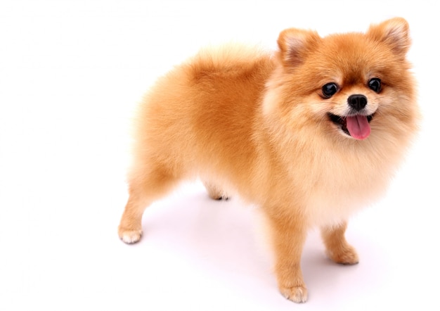 Pomeranian dog on a white background.