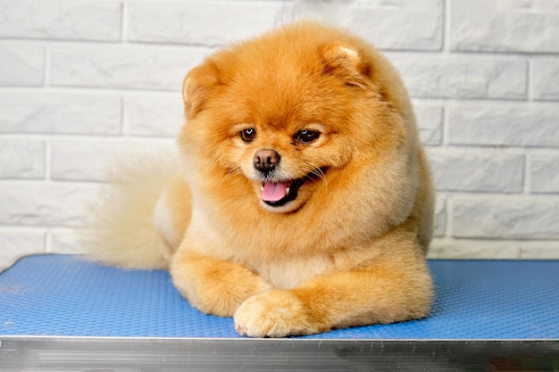 A Pomeranian dog with a beautiful red coat is lying on the table