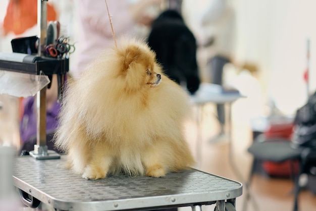 A pomeranian dog with a lot of fur on the grooming table