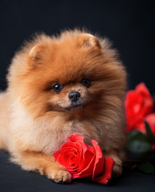 Pomeranian dog with purple roses on dark background. Dog with flowers