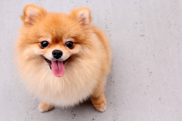 Pomeranian dogs on a gray background.