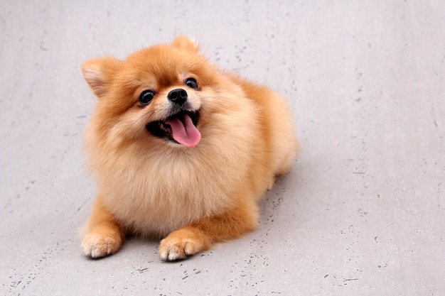 Pomeranian dogs on a gray background.