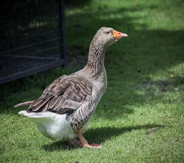 Pomeranian Geese in garden